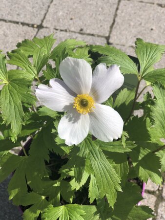 Anemone Wild Swan - image 1