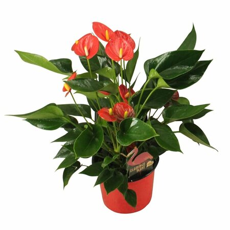 Anthurium and. 'Arisa Red'