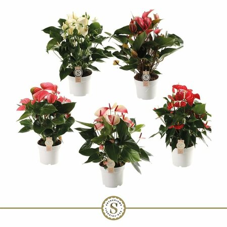 Anthurium 'Champion' 5 clr.mix