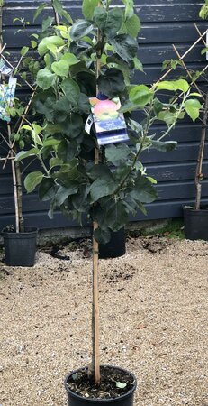 APPLE BRAMLEY SEEDLING