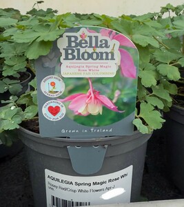 AQUILEGIA Spring Magic Rose White