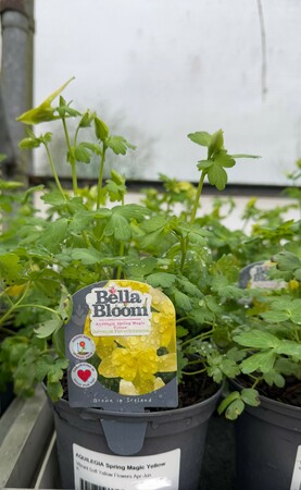 AQUILEGIA Spring Magic Yellow