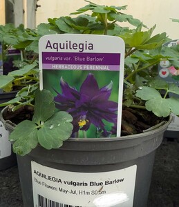 AQUILEGIA vulgaris Blue Barlow