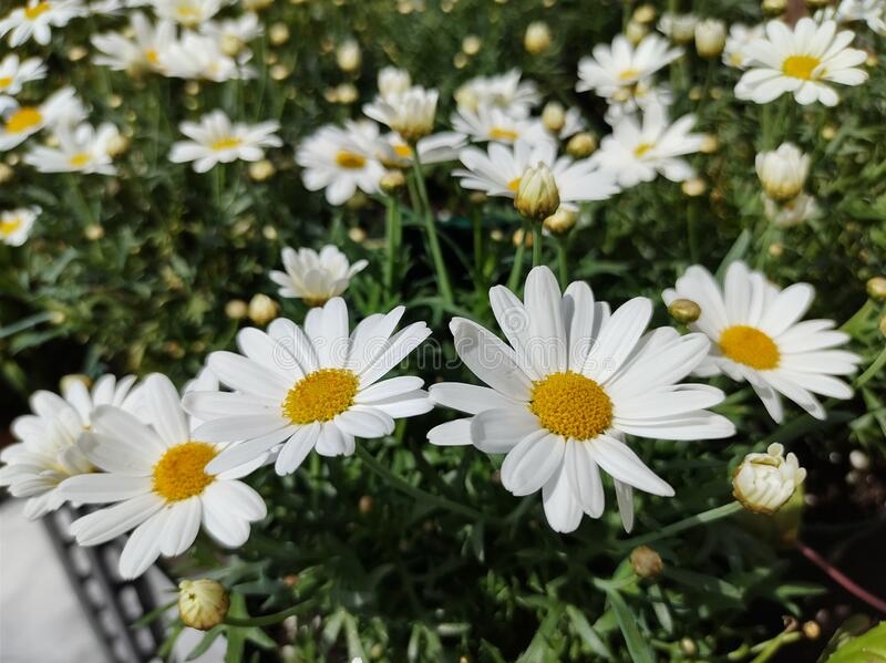 Argyranthemum Frutescenswhite Stem D And M Garden Centre 