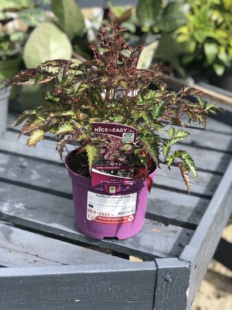 Astilbe Inshriach Pink