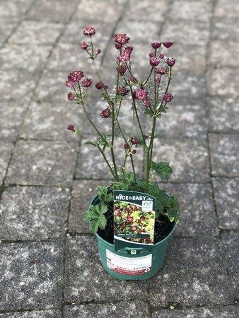 Astrantia major 'Moulin Rouge'®