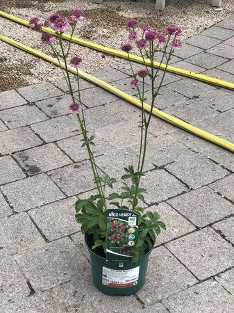 Astrantia 'Roma'®