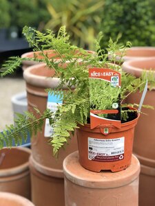 Athyrium felix-femina - image 1