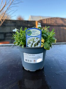 Aubrieta 'Regado White'