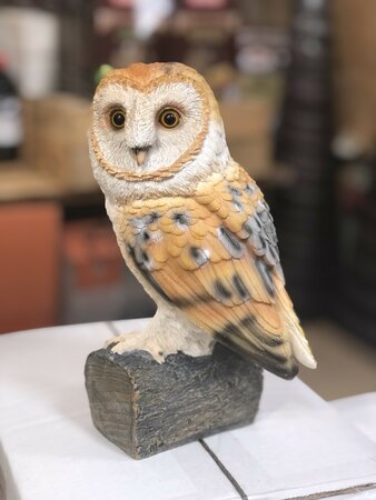 Baby Barn Owl