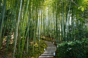 Bamboo and Grasses