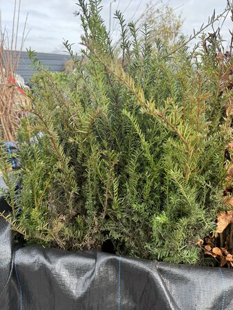 Bareroot Taxus baccata 40- 60cm