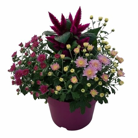 Bedding plant arrangement