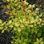 BERBERIS T. GOLDEN DREAM