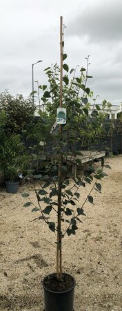 BETULA JACQUEMONTII