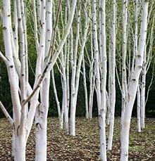 BETULA JACQUEMONTII (Multistem)