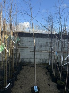 Betula p. 'Purpurea'