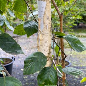 Betula utilis jacquemontii