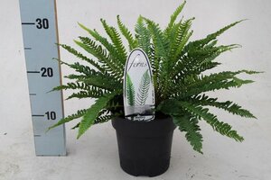 Blechnum spicant