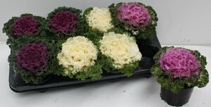 Brassica  mixed(decorative cabbage)