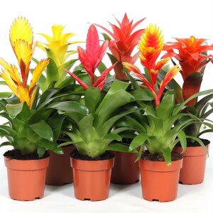 Bromelia 'Cupcake' mix