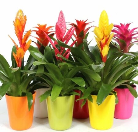 Bromelia 'Cupcake' mix