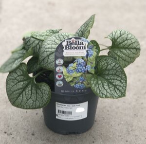 BRUNNERA mac. Jack Frost - image 1