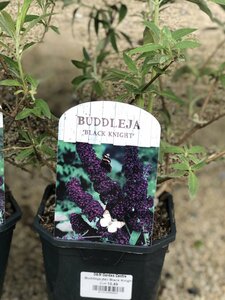 Buddleja dav Black Knight