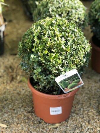 Buxus semp.ball