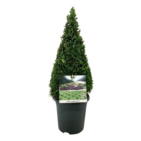 Buxus semp Pyramid 65 cm