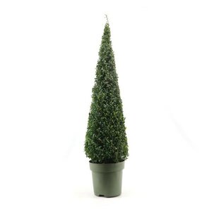 Buxus semp pyramid 80-90 cm