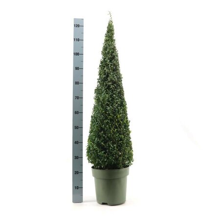 Buxus semp.pyramid