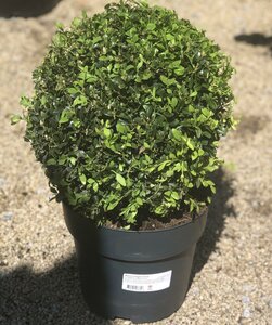 Buxus sempervirens 25 CM BALL D5