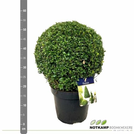 Buxus sempervirens 30-35 CM BALL