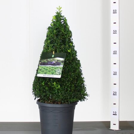 Buxus sempervirens² Pyramid 30-40