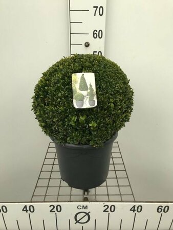 Buxus sempervirens 35 CM BALL