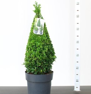 Buxus sempervirens 40-50 CM PYR D4