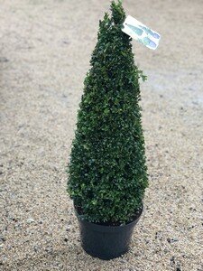 Buxus sempervirens 70-80cm