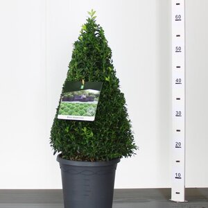 Buxus sempervirens² Pyramid 30-40cm