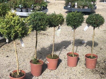 Buxus standard 25cm by 90cm