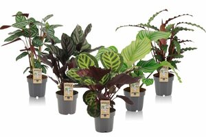 Calathea(4-5 varieties) mix