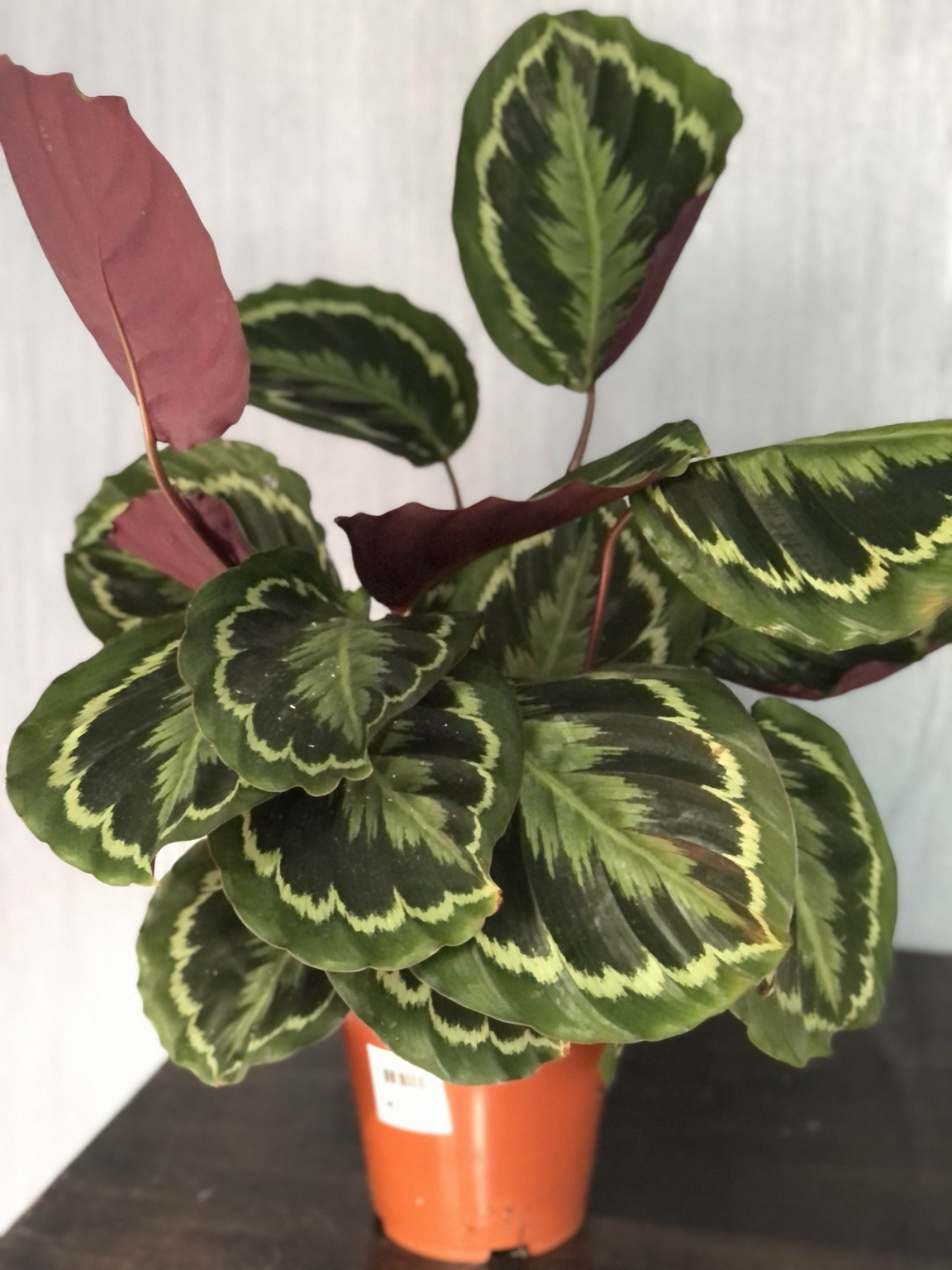 Calathea medaillon - D and M Garden Centre