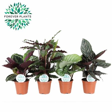 Calathea mix