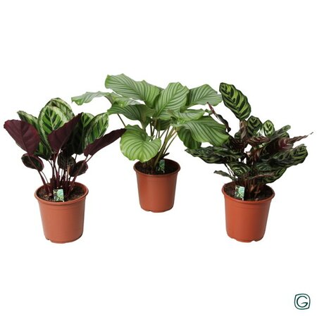 Calathea Mix (Assorted)