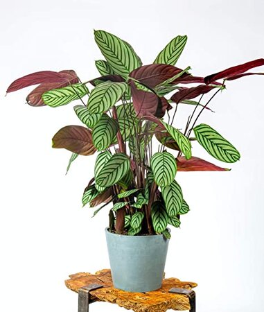 Calathea oppenheimiana