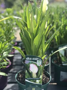 Calla 'Crystal Blush' ®