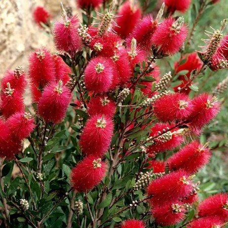 CALLISTEMON MINI VARIETIES