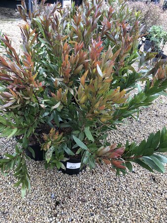 Callistemon 'Red Rocket'