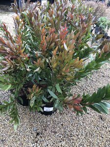 Callistemon 'Red Rocket'