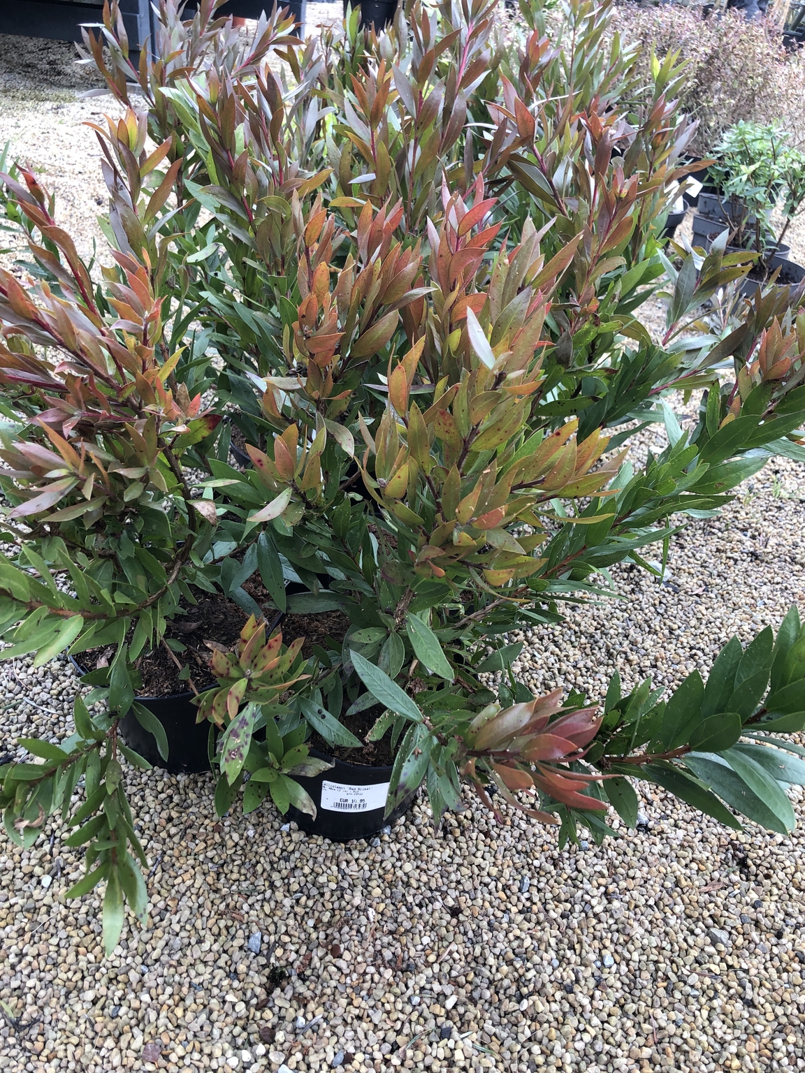 Callistemon 'Red Rocket' - D and M Garden Centre